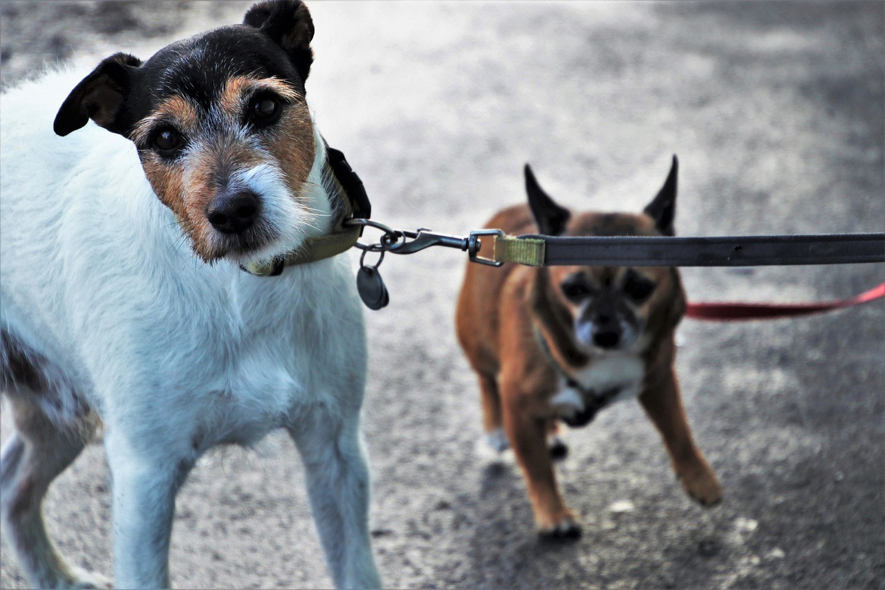 zakaz wyprowadzania psów | wykroczenie | adwokat | Opole | adwokat Roman Gładysz